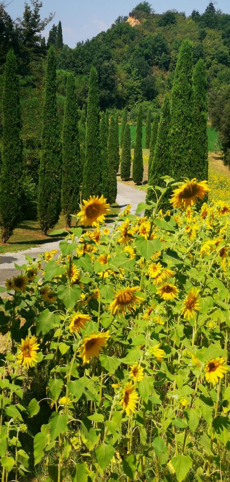 Agriturismo Cascina Cipressa San Romano  Ngoại thất bức ảnh