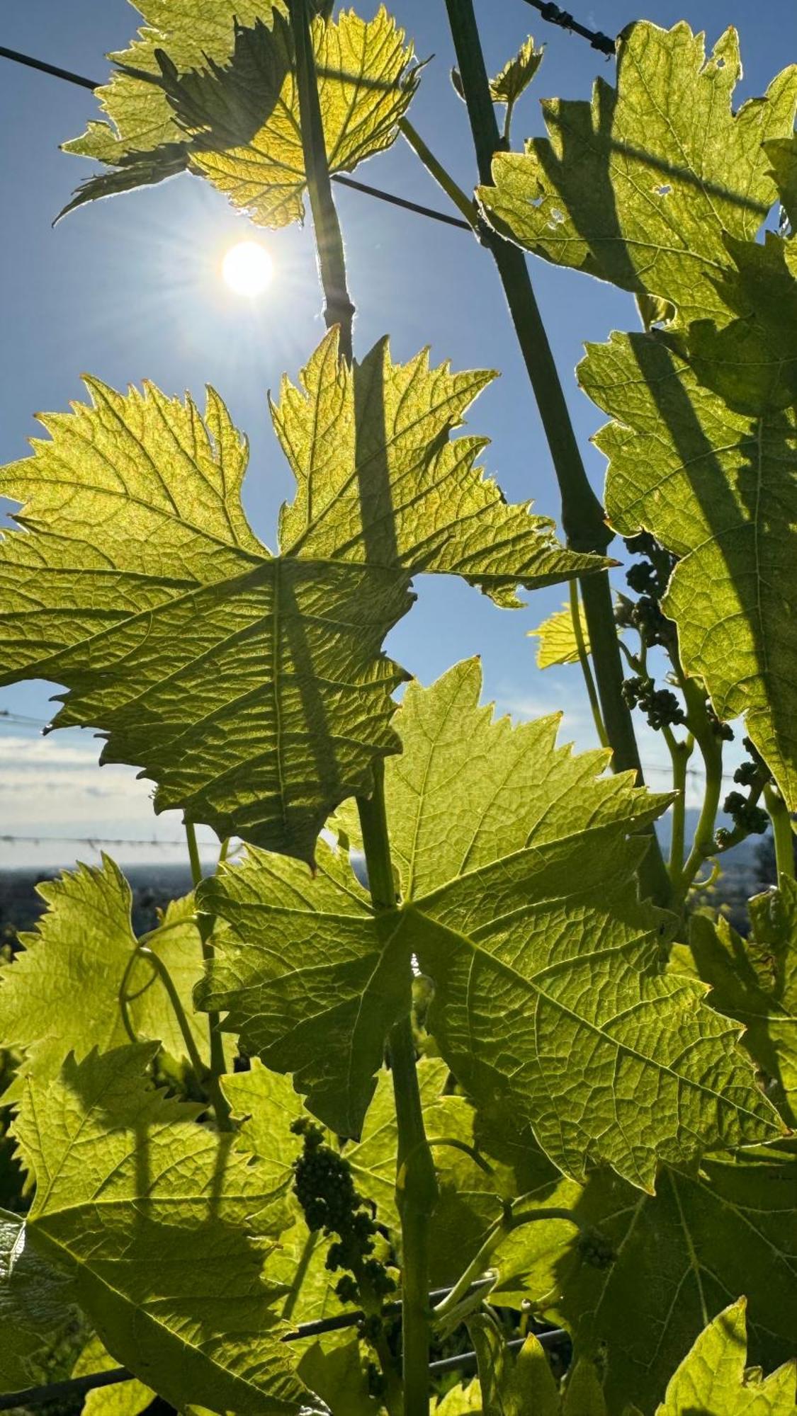 Agriturismo Cascina Cipressa San Romano  Ngoại thất bức ảnh