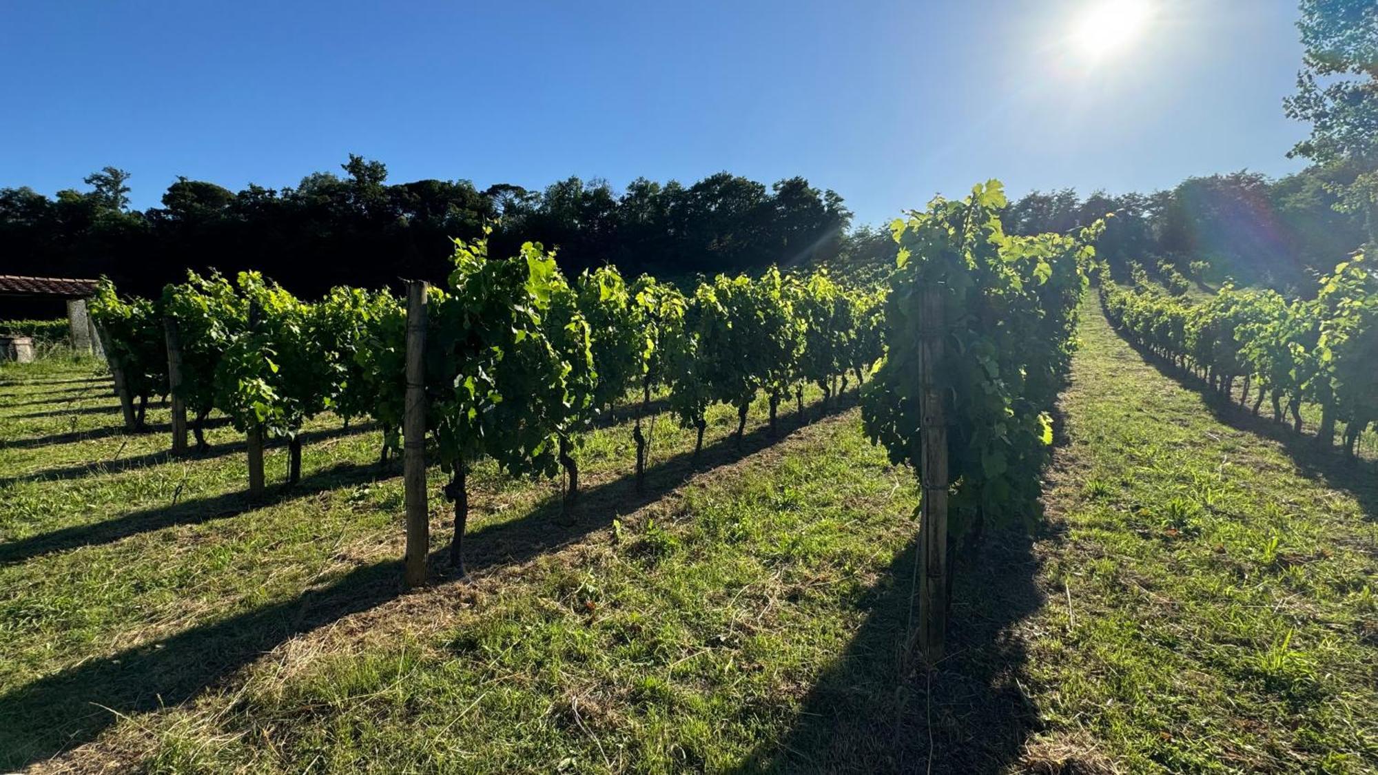 Agriturismo Cascina Cipressa San Romano  Ngoại thất bức ảnh